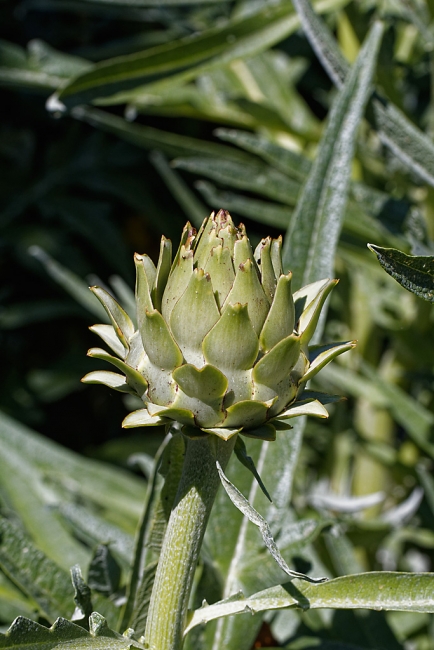 Jardin Botanique de la Bastide-010